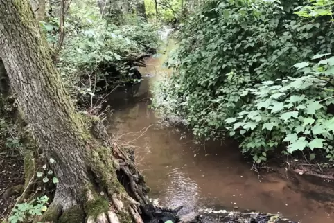Nicht überall in Ramsen können sich die Gräben und Bäche so naturnah ausdehnen wie hier am Eisbach am Schützenhaus. 