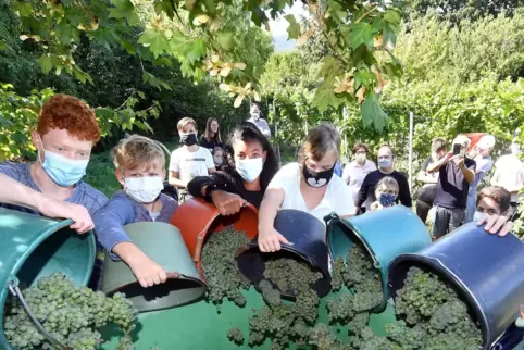 Schüler der IGS im Einsatz bei der Weinlese. 