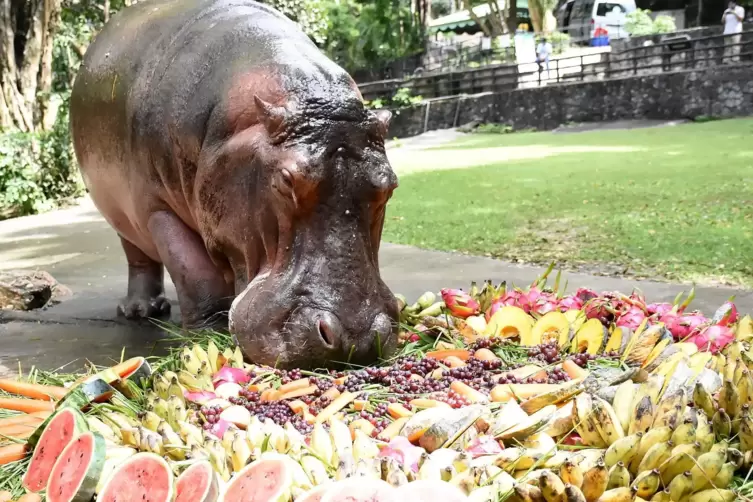 Das Hippo-Weibchen lebte bis 2018 in einem Zoo in Bangkok. 