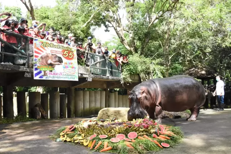 Das Hippo-Weibchen lebte bis 2018 in einem Zoo in Bangkok. 