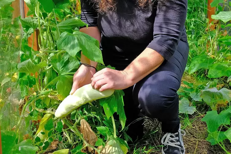 Nicole Schuh schw&ouml;rt auf den markanten Geschmack ihrer alten Gem&uuml;sesorten &ndash; wie hier der pr&auml;chtigen Gurke namens &bdquo;Wei&szlig;e Lange&ldquo;. 