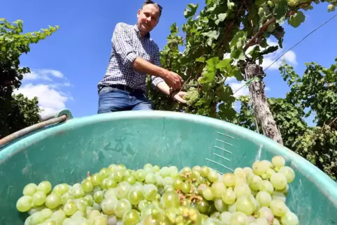Geschäftsführer Steven Kärgel bei der Weinlese im Bio-Wingert.