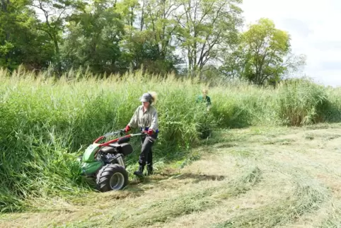 Das hohe Gras der „Ruchheimer Wiese“ ist gemäht worden. Das Mähgut bleibt liegen. 