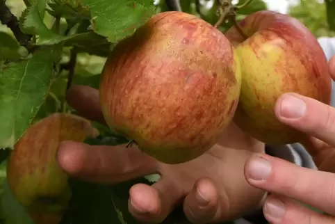 Die Äpfel kommen von der Streuobstwiese. 
