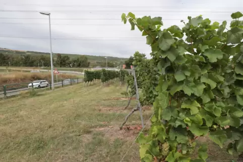 Hier sollen die Märkte gebaut werden. 