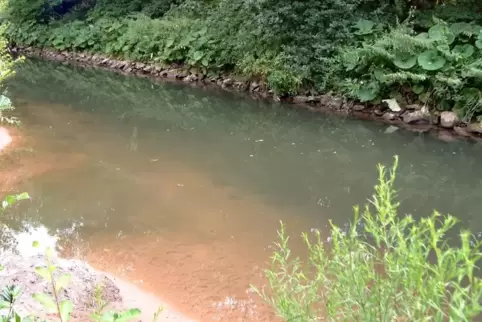 Bis 2027 sollen die Bäche – hier der Schwarzbach – für Fische durchgängiger gemacht werden. 
