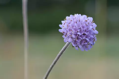Bis zu 80 Blüten in einer Halbkugel vereint: Der Gewöhnliche Teufelsabbiss (Succisa pratensis) war Blume des Jahres 2015.