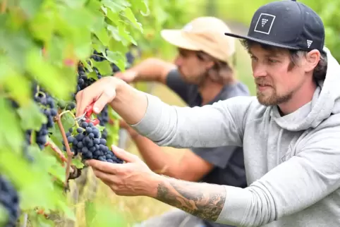 Kai Sommer (vorne) vom Kölner Weingut „Imi Winery“ und Mats Hilger bei der Weinlese im Maikammerer Heiligenberg. 