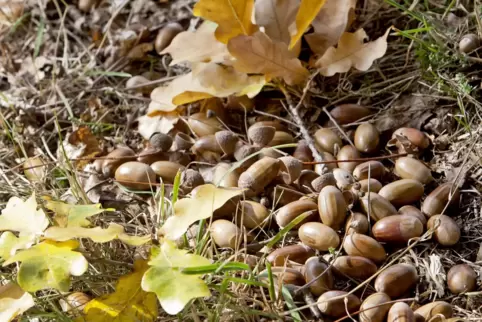 Die Saat für eine waldige Zukunft? Aus 2018 gepflanzten Eicheln sind inzwischen kleine Bäumchen geworden. Die Robustheit der Eic