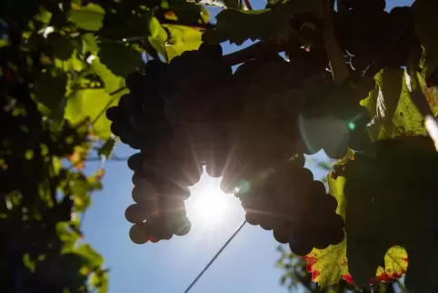 Laut Wetterdienst bleibt es vorerst sonnig und trocken in Rheinland-Pfalz.