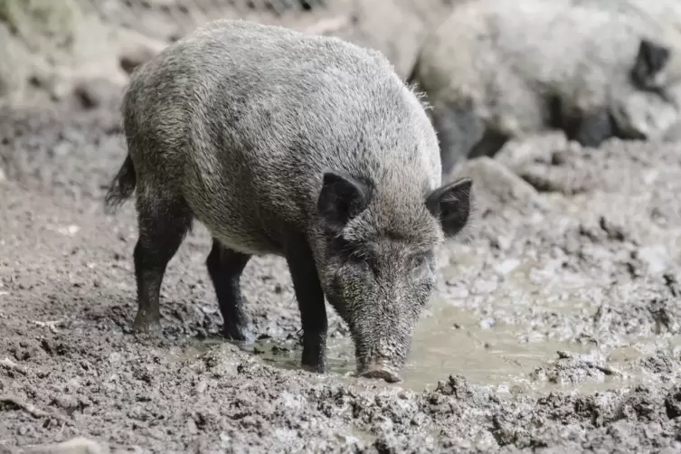 Die Afrikanische Schweinepest bedroht nicht nur Wildschweine, sondern auch Zuchttiere. 
