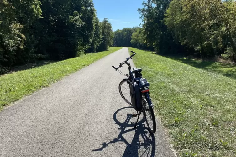Auf dem Deich: durch den Auwald bei Mechtersheim.