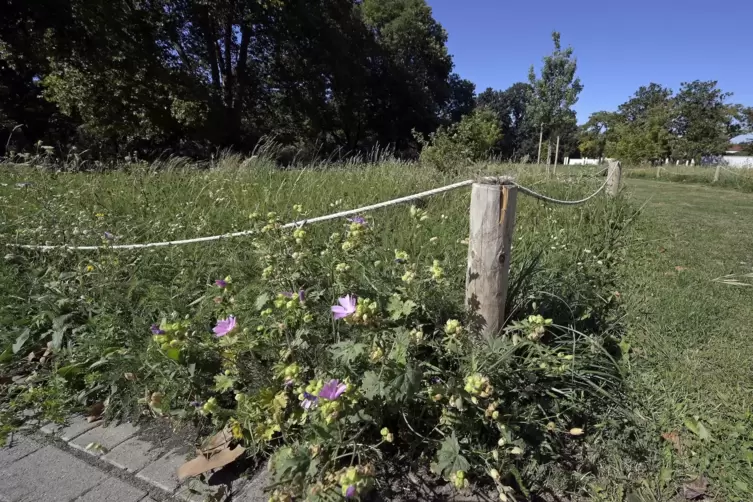 Absperrungen f&uuml;r Bl&uuml;hwiesen: Hier wird nicht gem&auml;ht.