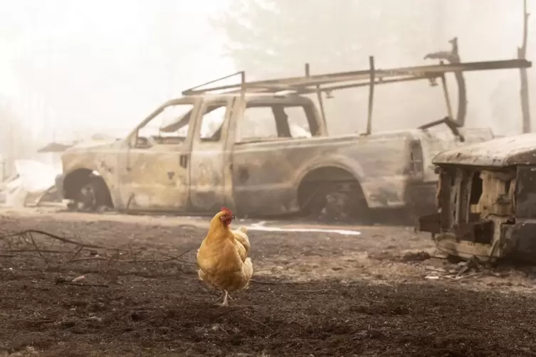 Verbrannte Erde: Mehr als 400.000 Hektar Fläche fielen in Oregon in einer einzigen Woche den Flammen zum Opfer.