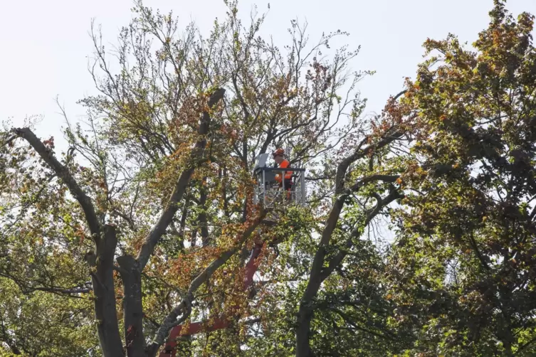 Mitarbeiter der Stadtbildpflege entfernen abgestorbene Äste der von Trockenheit geplagten Stadtbäume. 