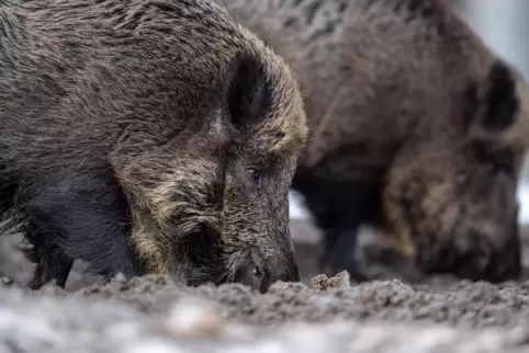 Für Menschen ist die Seuche ungefährlich, aber die Tiere stecken sich untereinander an und sterben. 