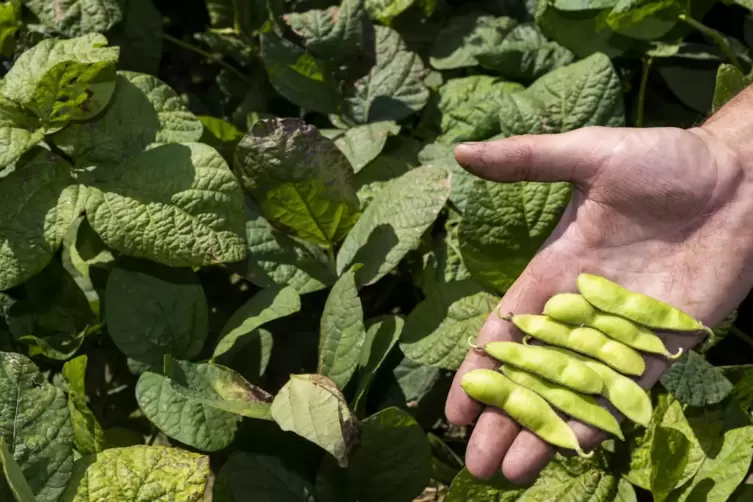 Werden leicht unreif geerntet: Edamame-Bohnen.