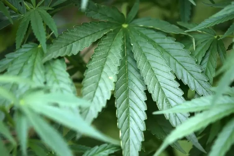 In der Wohnung fanden die Polizisten Cannabispflanzen und - setzlinge. 