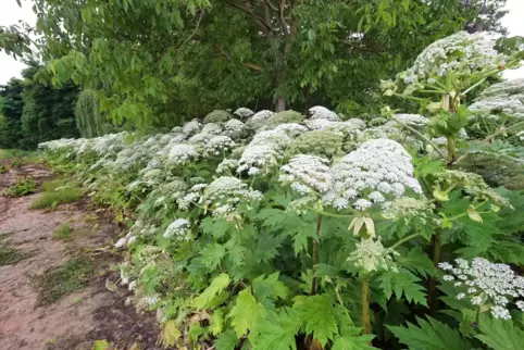 Besteht aus rund 500 Plfanzen: Riesen-Bärenklau am Woogbach zwischen Dudenhofen und Speyer.