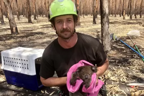 Baumkletterer Kai Wild holte Anfang des Jahres dieses Tier und 106 andere aus verkohlten Baumwipfeln auf Kangaroo Island. Jetzt 