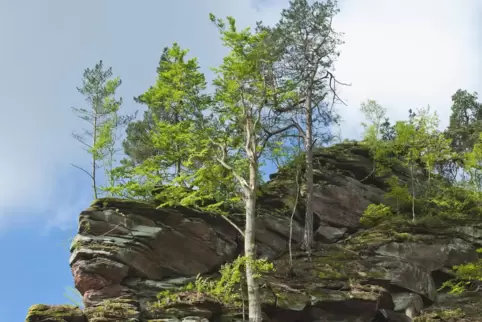 „Teufelsleiter“ heißt dieser markante Felsen am Eingang des Diemersteiner Tals bei Frankenstein. Nach ihm ist eine neu ausgewies