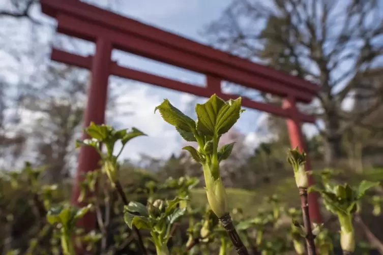 Der Vorwurf, dass im Japanischen Garten ein Ersthelfer fehle, sei haltlos und unbegründet, erläutert der Vorsitzende des Vereins