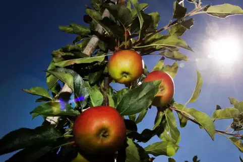 Die Menschen in Rheinland-Pfalz können sich zum Start der Woche über Sonnenschein und milde Temperaturen freuen. 