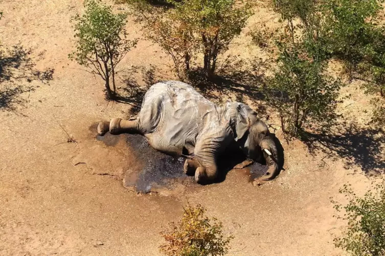 Toter Elefant in Botsuana. 