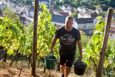 Michael Schuner schleppt die Trauben in Wolfstein nach oben.