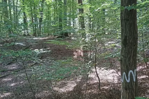 Kleinsteinhausen hat derzeit mehrere Projekte im Wald laufen, darunter die Biotopbäume mit der Wellenmarkierung , die im Wald bl