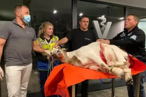 Die Tierretter (v.l.) Ingmar Meth, Isabella Piechaczek, Thorsten Roos und Kai Harstick mit Ziegenbock Bert.
