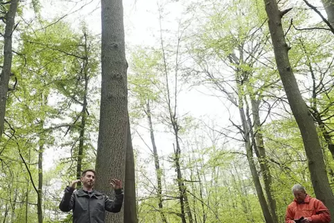 Waldbegehung am Hochseiters in Großsteinhausen im Jahr 2017: Förster Uli Osterheld und Bürgermeister Volker Schmitt. 