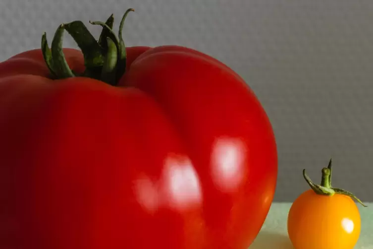 Tomaten (Solanum lycopersicum), Bild für Wikimedia Commons. 