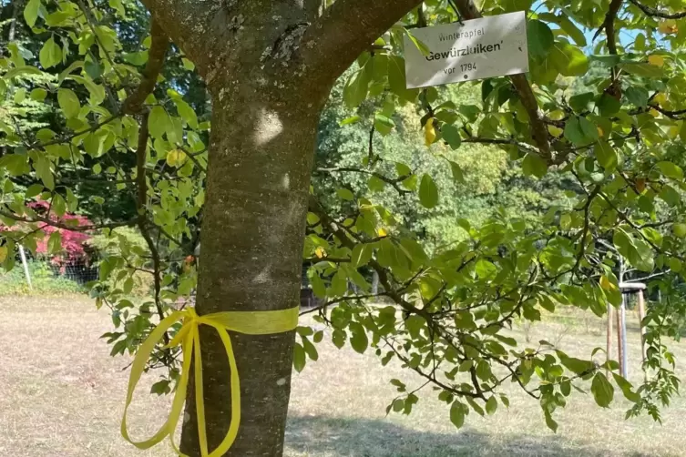  Frei zum Pflücken: Äpfel im Wildrosengarten Zweibrücken. Das gelbe Band ist aus Papier.