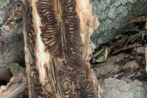 An Baumrinden gut zu erkennen sind die Schäden, die der Borkenkäfer hinterlässt. 