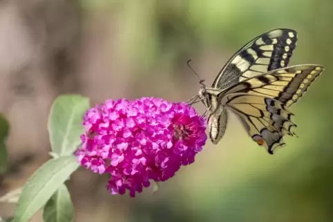 Für Schmetterlinge wie den Schwalbenschwanz eine ideale Nahrungsquelle: die Buddleja.