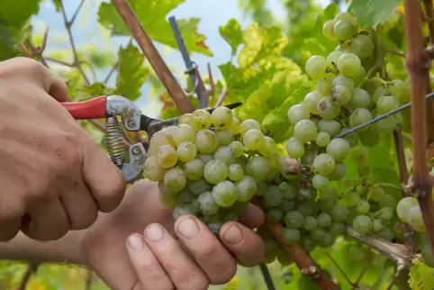 In diesem Herbst dürfte landesweit 22 Prozent mehr Riesling als im Vorjahr geerntet werden. 