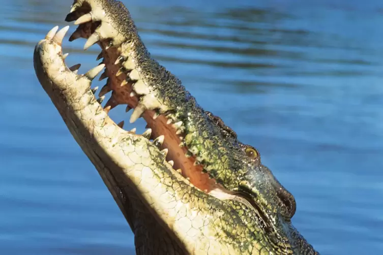 Salzwasserkrokodile gelten als die aggressivsten Krokodile überhaupt.