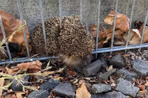 Nichts geht mehr: der eingeklemmte Igel.