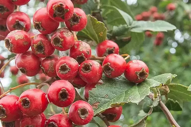 Wei&szlig;dornbeeren sollen supergesund sein. 