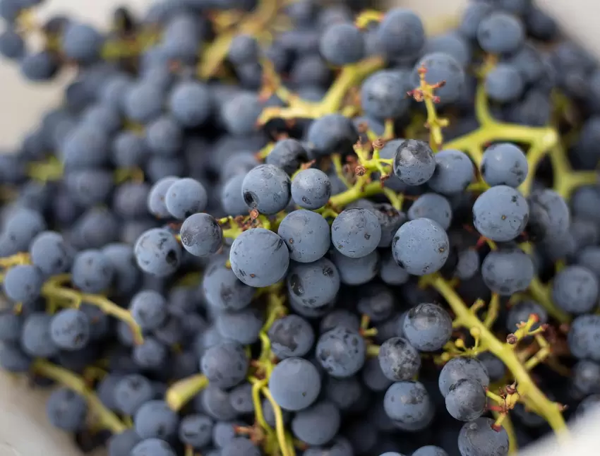 Abgebeert, gekeltert und in Weinfässer gelagert werden die Trauben beim Weingut Schmidt in Obermoschel. So entsteht der Wein 7 R