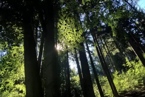 Krottelbach will sich künftig selbst um seinen Wald kümmern.