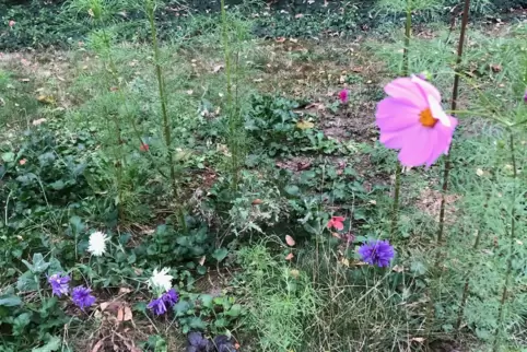 Vorne Blüte, hinten Kraut: Schmuckkörbchen.