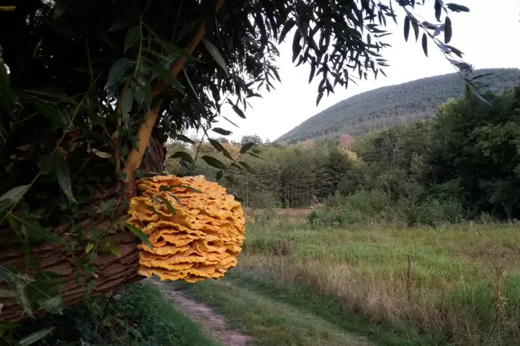 Der Schwefelporling bei Edenkoben wurde inzwischen entfernt. 
