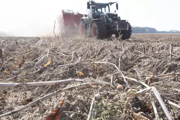 Auch das ist eine Folge des Klimawandels: In Niedersachsen erntet ein Bauer Kartoffeln auf einem staubtrockenen Feld. 