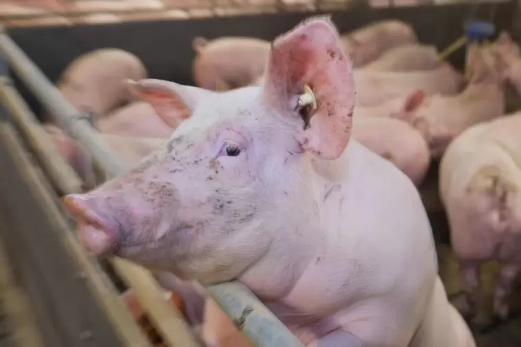 Der Preiskampf um Schweinefleisch ist hart.