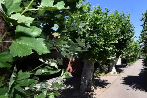 Die Platanenallee entlang des Friedhofs in Deidesheim besteht aus 32 Bäumen. Muss einer gefällt werden, wird ein Neuer nachgeset