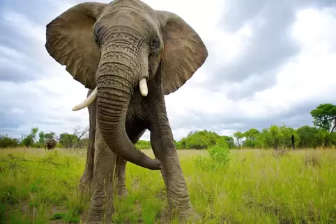 Afrikanische Elefanten werden während der mentalen Reise auch visualisiert. 