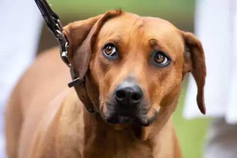 Ein Hund mit Idealgewicht lebt im Schnitt zweieinhalb Jahre länger – und auch gesündern. 