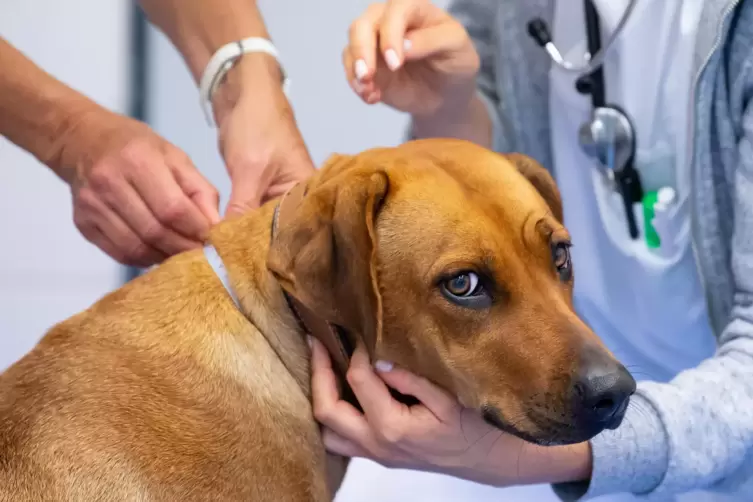 Ein Hund mit Idealgewicht lebt im Schnitt zweieinhalb Jahre l&auml;nger &ndash; und auch ges&uuml;ndern. 